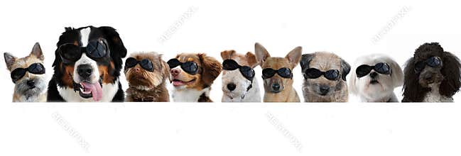 Group of dogs with goggles