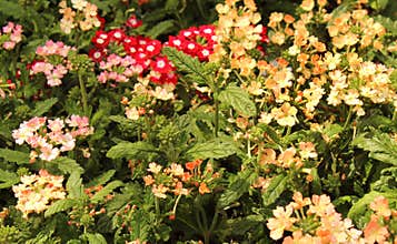 Verbena and other flowers