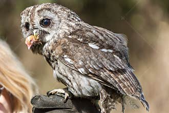 Little owl Athene noctua