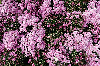 Pink chrysanthemum