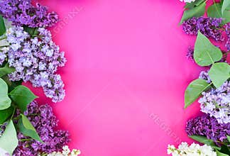 Lilac on pink background