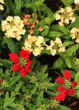 Verbena and other flowers