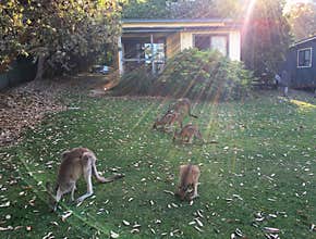 Wild Kangaroos feeding fresh green grass in front of human house near sunset at Depot Beach, New South Wales, Australia