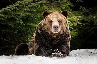 North American Grizzly Bear in snow in Western Canada