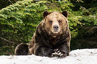 North American Grizzly Bear in snow in Western Canada
