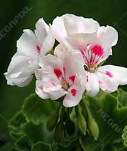 Pelargonium \'Americana White Splash\' in Bloom