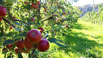 Organic red apples in apple orchard