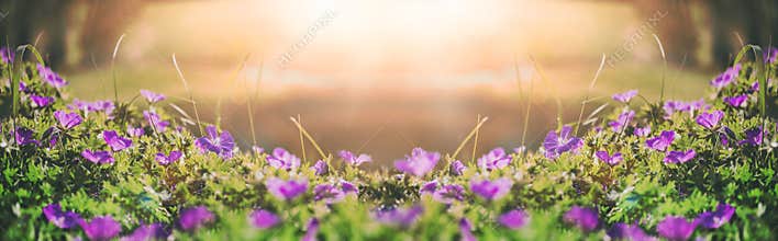 Flowers bells of the field background. Spring landscape. Toning.