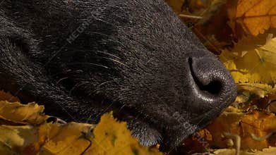 Dog nose on yellow leaves