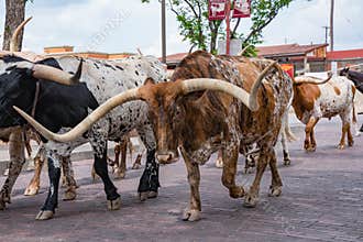 Fort Worth Texas Longhorn Cattle Drive
