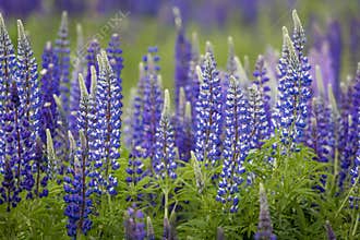 Blooming Lupine flowers - Lupinus polyphyllus - garden or fodder