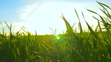 Green grass and blue sky against the background of an orange sunset