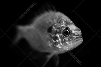 Fish black and white animals portraits