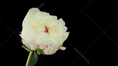 Flowering of White Peony