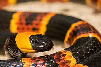 Eastern Coral Snake