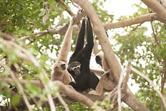A white-handed gibbon Hylobates lar family sitting on tree.