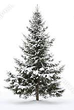 Snow-covered fur-tree