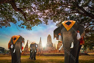 Elephants at Wat Chaiwatthanaram temple in Ayuthaya Historical Park, a UNESCO world heritage site, Thailand