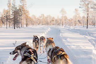 Dog Sledding in Lapland