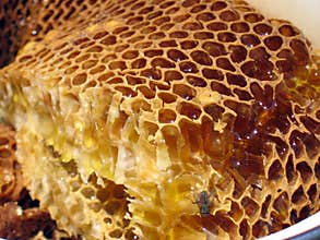 Honey