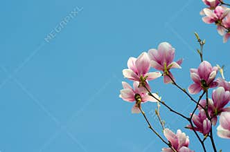 Beautiful purple magnolia flowers in the spring season on the magnolia tree. Blue sky background