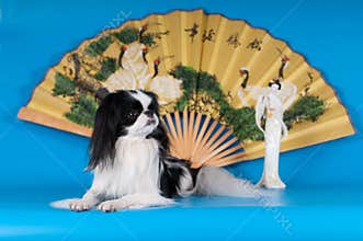 Purebred japanese hin studio portrait