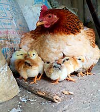 Hen with chicks, Sa Pa, Vietnam