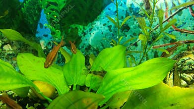 The fish in the aquarium