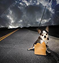 Lost dog