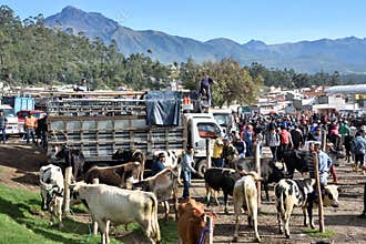 Animal market in Otavalo, Ecuador