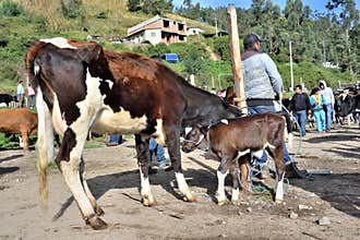 Animal market in Otavalo, Ecuador