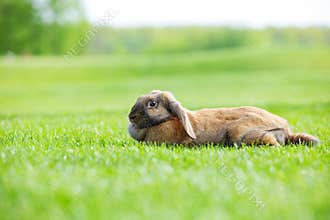 Flap-eared pet rabbit on green grass