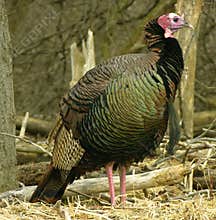 Wild Turkey
