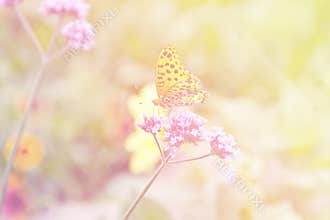 Butterfly swarm flower