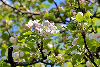 Apple tree flowers