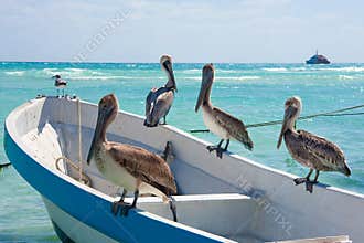 Pelicans at Playa Del Carmen, Mexico