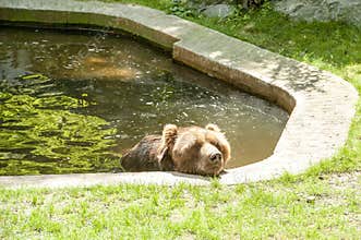 Brown bear grizzly sun bathing