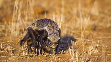 Honey badger in Kruger National park, South Africa