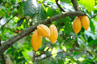Cocoa pods