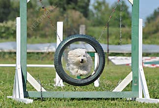 Jumping maltese dog