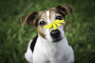 Dog on a green background with a yellow flower on the nose