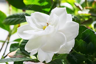 Gardenia
