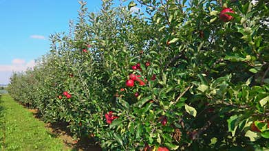 Travel along a row of green apple trees