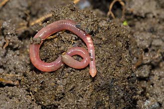 EarthWorm