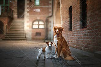 Two dogs in old town
