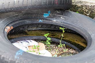 Old tire indicating breeding ground for dangerous mosquito