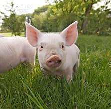 Cute Piglet Close Up