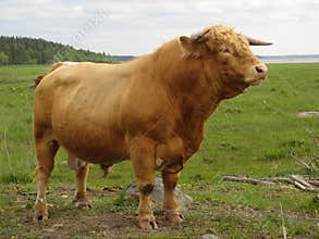 Bull.