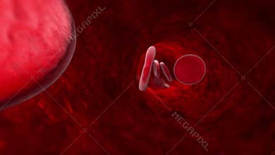 Blood cell veins, arteries, capillaries. 3D animation