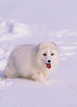 Arctic Fox